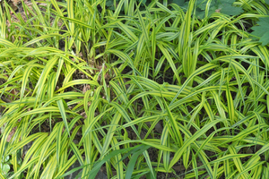 Hakonechloa macra 'Aureola'