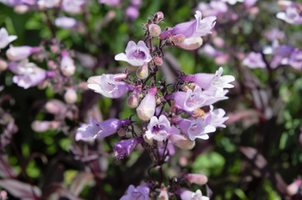 Penstemon 'Dark Towers'