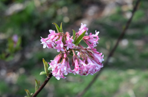 Viburnum x bodnantense