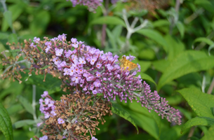 Buddleia davidii 'Pink Delight'