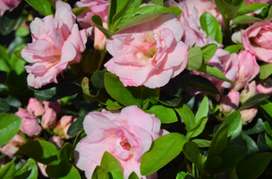 Rhododendron 'Rosebud'