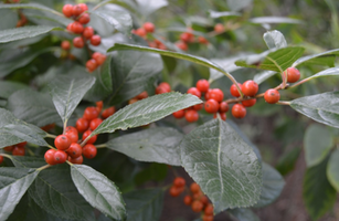 Ilex verticillata 'Afterglow'