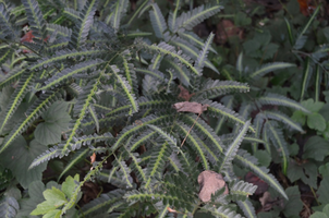 Arachniodes simplicior 'Variegata'