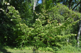 Cornus kousa 'Square Dance'