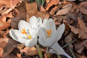 Crocus vernus 'Jeanne d'Arc'