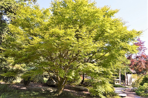 Acer sieboldianum