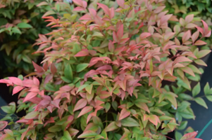 Nandina domestica 'Blush Pink'