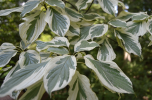 Cornus controversa 'Variegata'