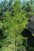 Taxodium ascends 'Red Fox'