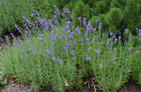 Lavandula angustifolia