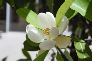 Magnolia virginiana 'Jim Wilson'