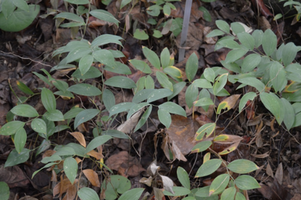 Polygonatum biflorum