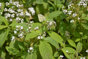 Heliotropium arborescens 'Album'