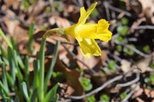 Narcissus 'Tittle Tattle'