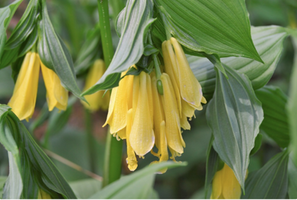 Disporum flavens