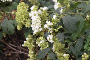 Hydrangea arborescens 'Hayes Starburst'