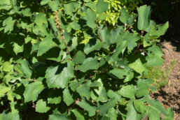 Fothergilla x intermedia 'KLMsixteen'