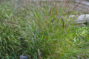 Panicum virgatum 'Shenandoah'