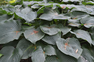 Hosta 'Blue Angel'