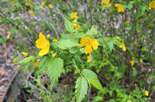 Kerria japonica