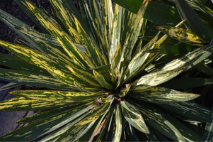 Yucca gloriosa 'Spotted Tiger'