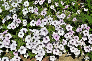 Petunia (group)