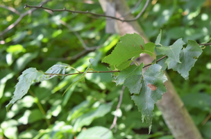 Betula populifolia