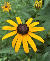 Rudbeckia hirta