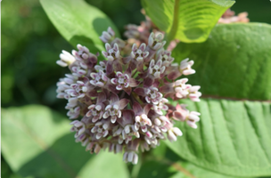 Asclepias purpurascens