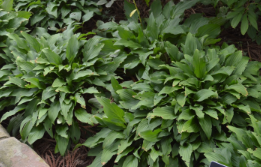 Hosta tokudama