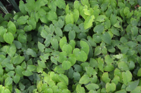 Epimedium grandiflorum 'Lilafee'