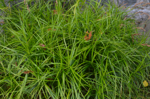 Carex muskingumensis 'Ice Fountains'