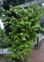 Actinidia polygama