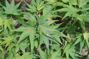 Acer palmatum 'Mikawa Yatsubusa'