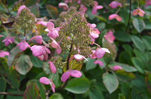 Hydrangea paniculata 'Magical Fire'