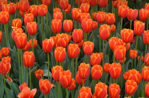 Tulipa (group)