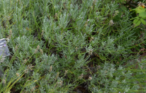 Lavandula angustifolia 'Lullingstone Castle'