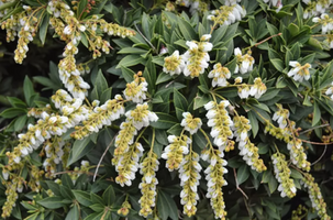 Pieris japonica 'Prelude'