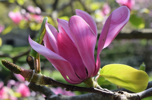 Magnolia x 'Vulcan'