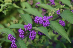 Callicarpa dichotoma 'Issai'