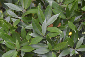 Osmanthus armatus