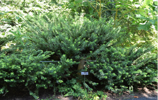 Cephalotaxus harringtonia 'Duke Gardens'