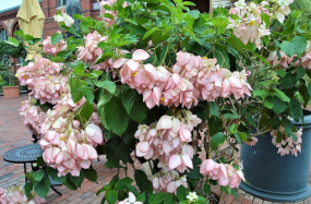 Mussaenda 'Queen Sirikit'