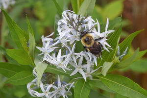 Amsonia tabernaemontana var. salicifolia