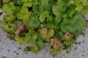 Heucherella 'Yellowstone Falls'