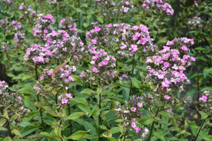 Phlox paniculata 'Aureole'