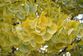 Ginkgo biloba