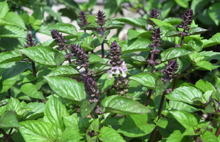 Ocimum basilicum