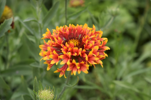 Gaillardia pulchella