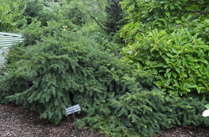 Taxus baccata 'Repandens'